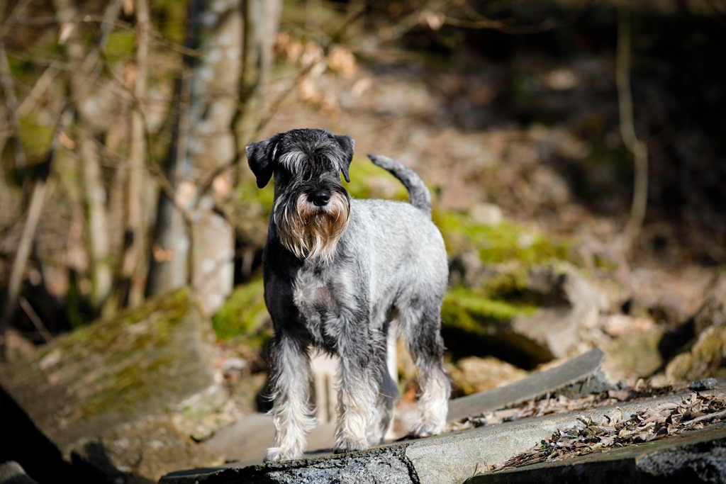 &lt;p&gt;Eine wundersch&amp;ouml;ne Nachzuchth&amp;uuml;ndin!&lt;/p&gt;&lt;p&gt;&lt;a class='button white' href='/schnauzer/okira_vom_salmbachtal'&gt;Mehr Informationen zu Okira&lt;/a&gt;&lt;/p&gt;