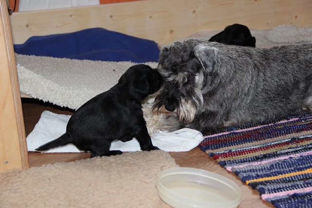 Rüdchen, Schmuseeinheiten bei Tante Zophia!