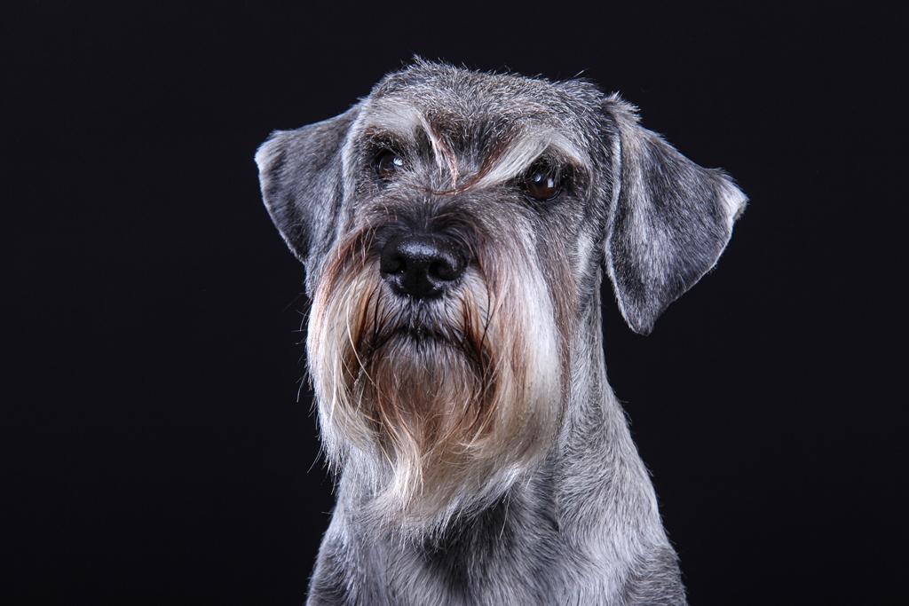 &lt;p&gt;Sie ist die Rudelchefin und hat alles im Griff!&lt;/p&gt;&lt;p&gt;&lt;a class='button white' href='/schnauzer/genie_vom_salmbachtal'&gt;Mehr Informationen zu Genie&lt;/a&gt;&lt;/p&gt;