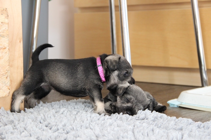 Cosima (links) & Cara Mia (rechts)