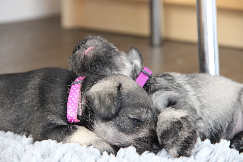 Cosima und Cara Mia beim Chillen