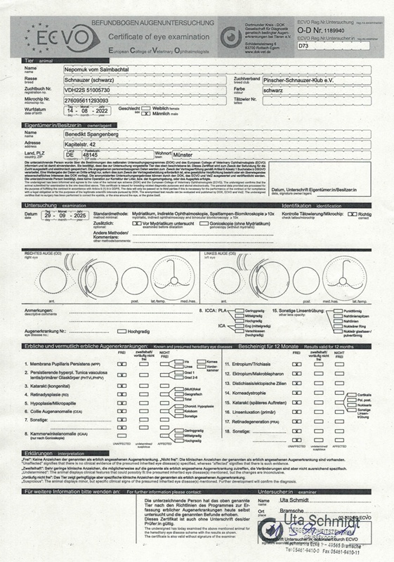 DOK-Augenuntersuchung