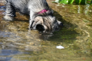 wo ist das Mittagessen??