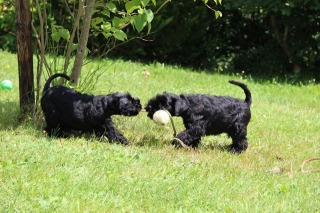 Benny & Bonita beim Spiel