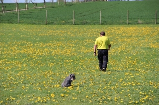 Kommando Sitz und Herrchen geht weiter...