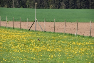 huhu, hier bin ich in der Platzablage, ihr müsst schon genau gucken, sonst findet Ihr mich nicht -grins- ich hab mich versteckt...nämlich